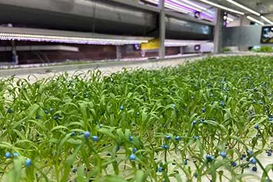 Soil-Free Agriculture